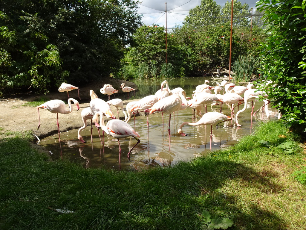 Greater Flamingos at the Dierenrijk zoo