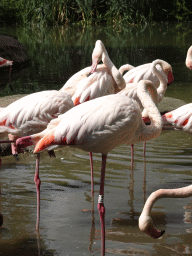 Greater Flamingos at the Dierenrijk zoo