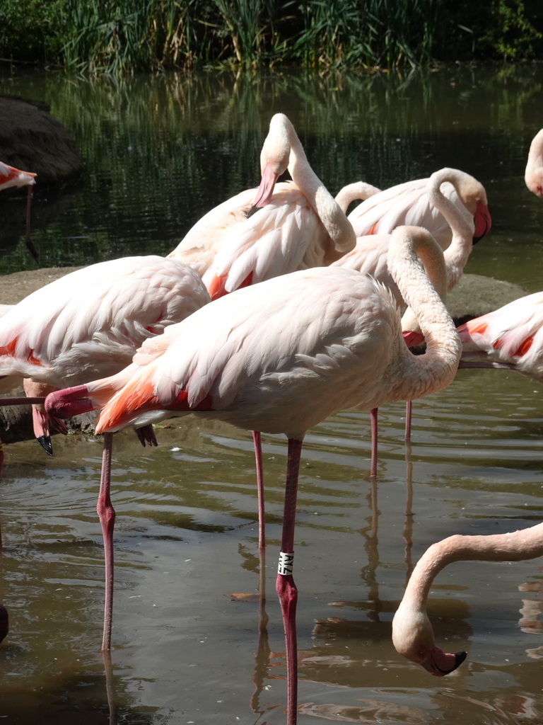 Greater Flamingos at the Dierenrijk zoo