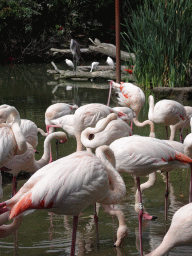 Greater Flamingos, Little Egrits and Goliath Heron at the Dierenrijk zoo