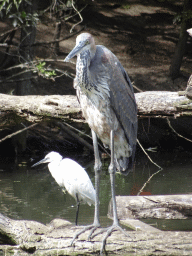 Goliath Heron and Little Egrit at the Dierenrijk zoo
