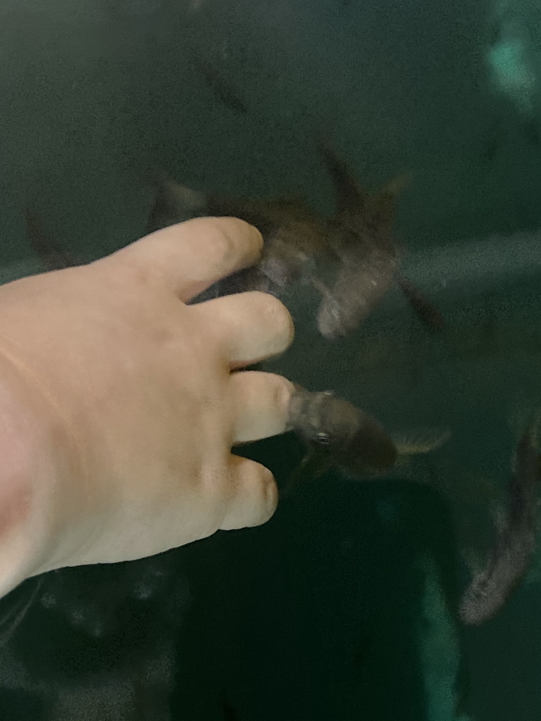 Max`s hand with Doctor Fish at the Dierenrijk zoo