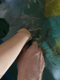 Tim`s and Max`s hands with Doctor Fish at the Dierenrijk zoo