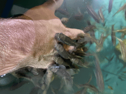 Tim`s hand with Doctor Fish at the Dierenrijk zoo