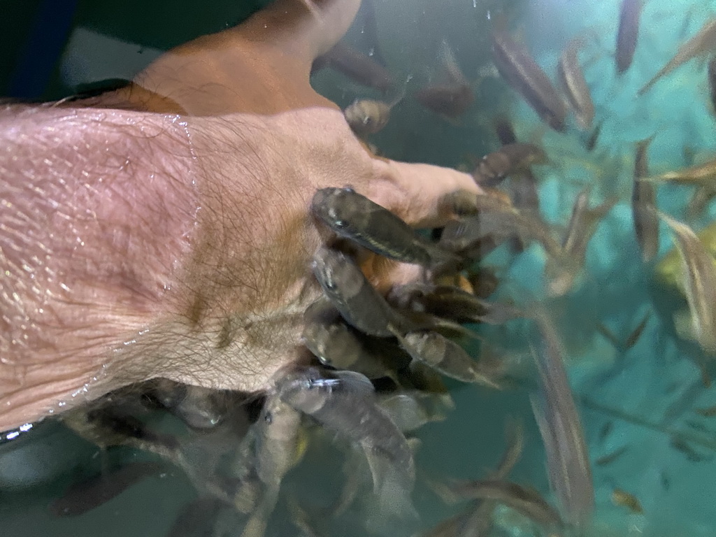 Tim`s hand with Doctor Fish at the Dierenrijk zoo