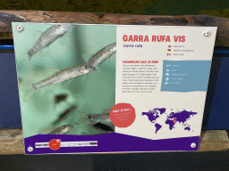 Explanation on the Doctor Fish at the Dierenrijk zoo