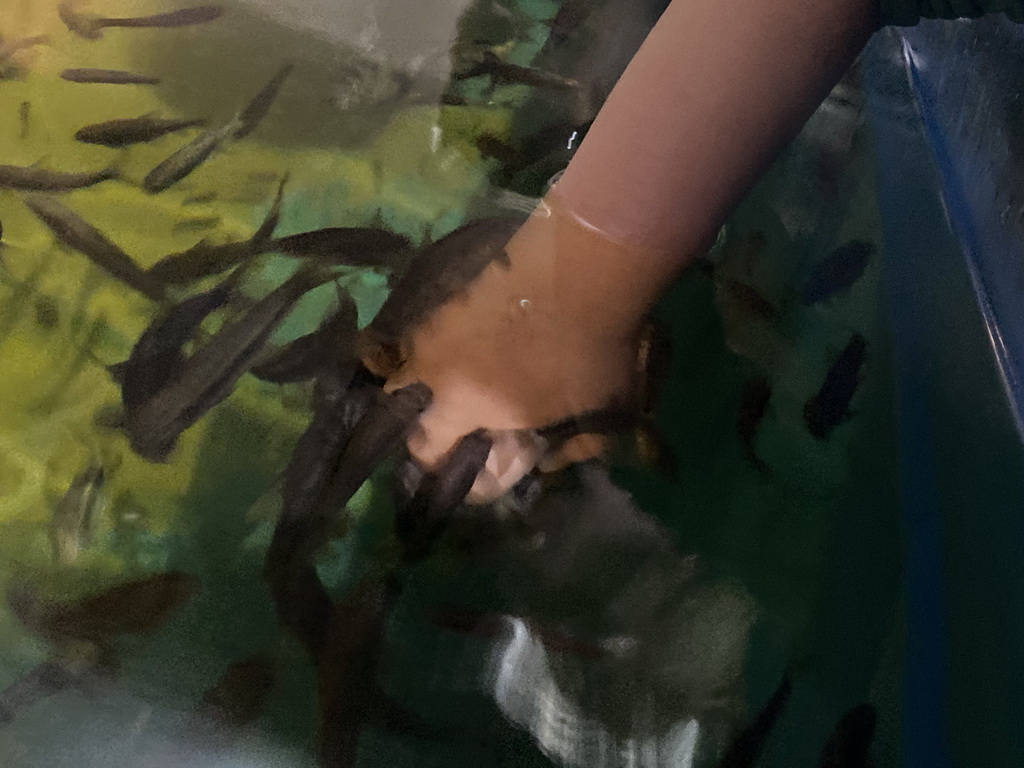 Max`s hand with Doctor Fish at the Dierenrijk zoo