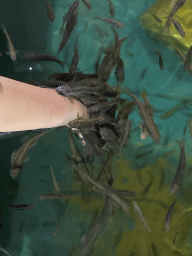 Max`s hand with Doctor Fish at the Dierenrijk zoo