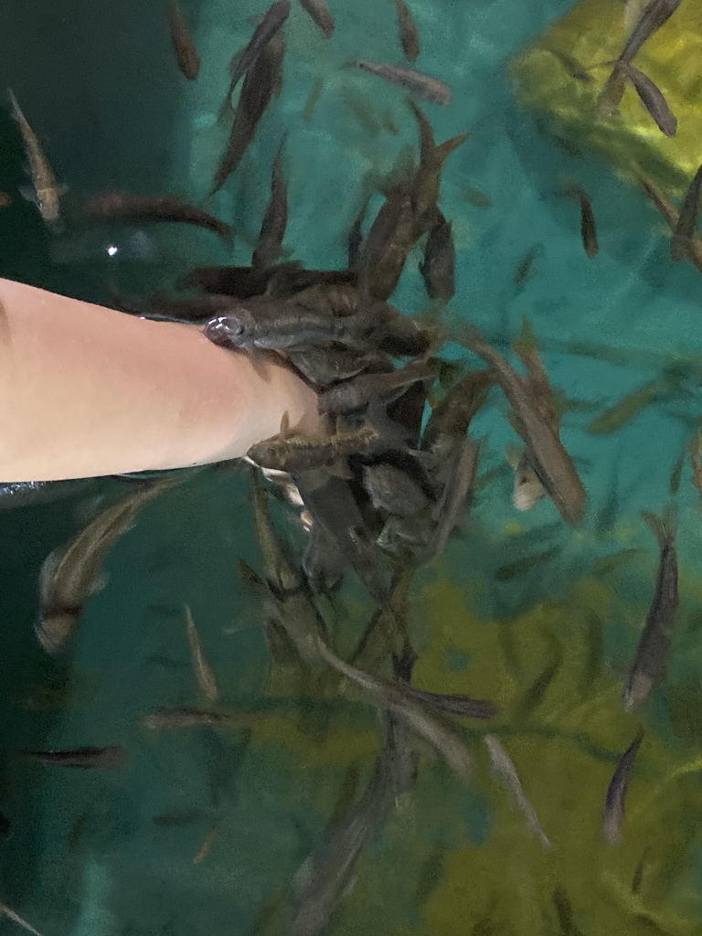 Max`s hand with Doctor Fish at the Dierenrijk zoo