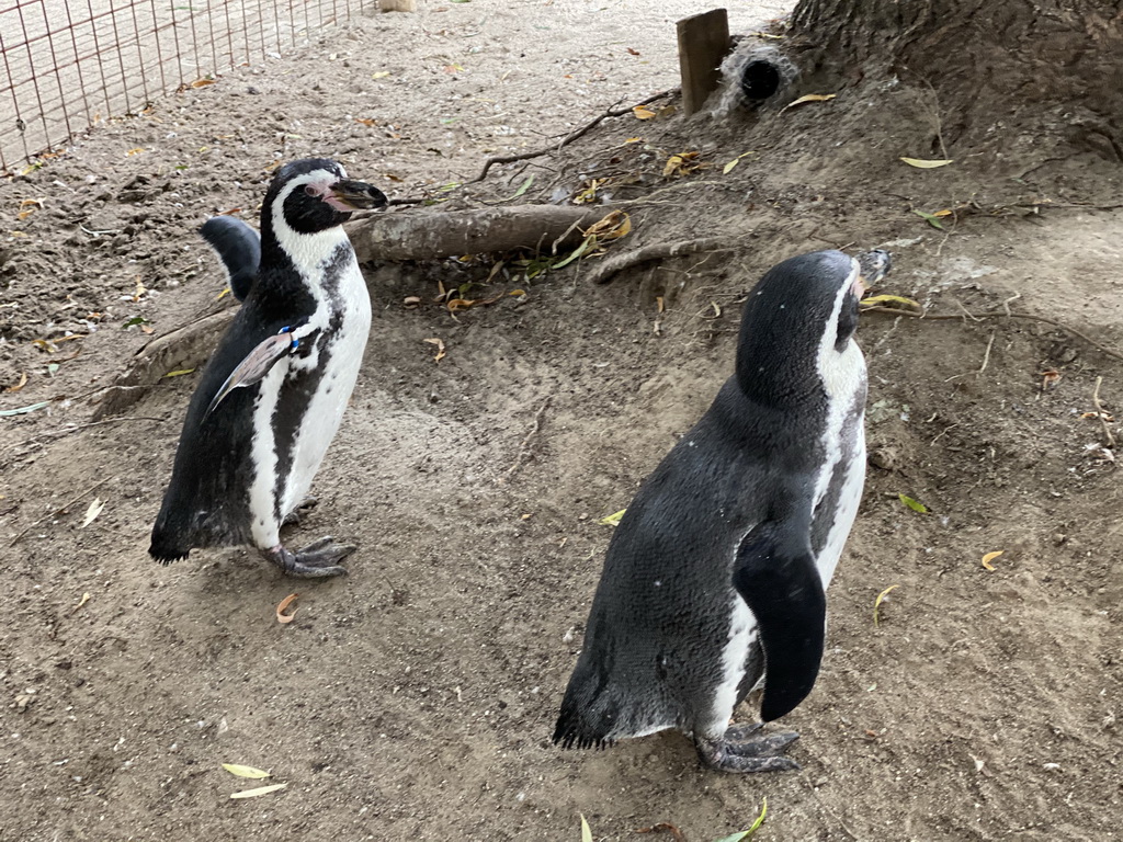 Humboldt Penguins at the Dierenrijk zoo