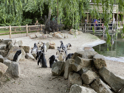 Humboldt Penguins at the Dierenrijk zoo