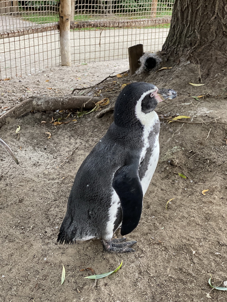 Humboldt Penguin at the Dierenrijk zoo