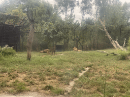 African Lions at the Dierenrijk zoo