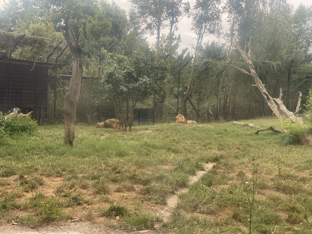 African Lions at the Dierenrijk zoo