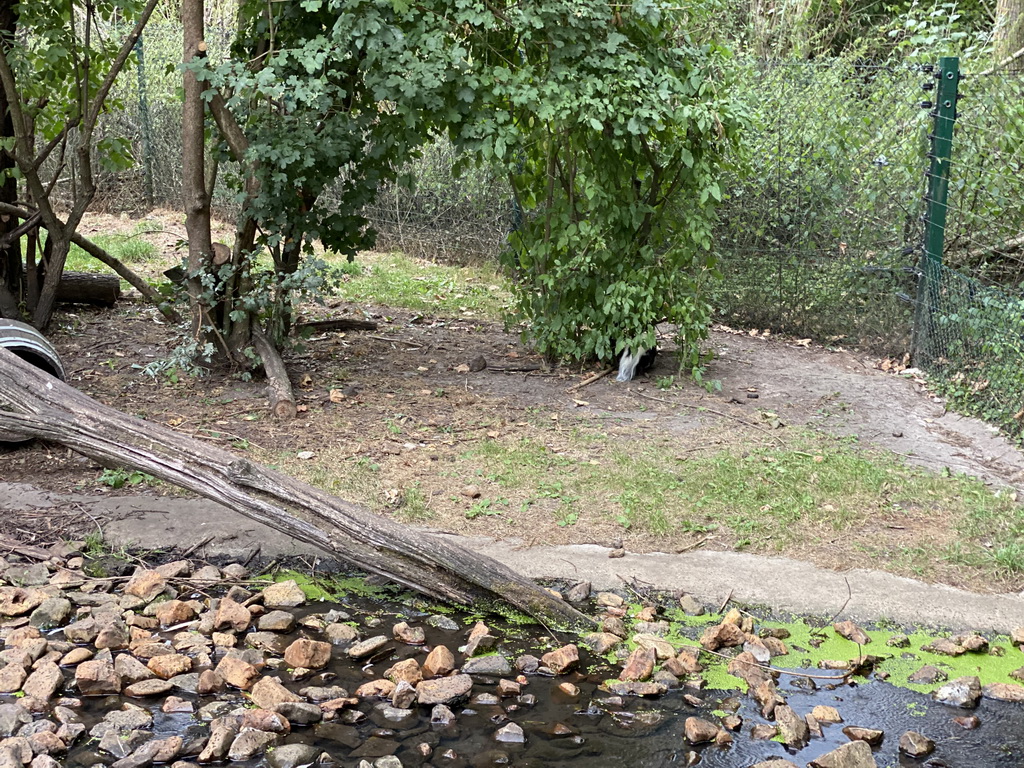 Striped Skunk at the Dierenrijk zoo