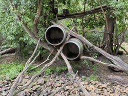 Raccoons at the Dierenrijk zoo