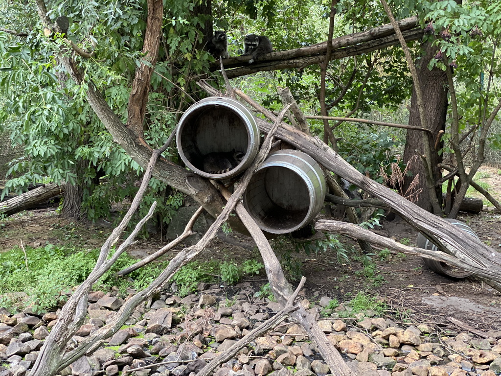 Raccoons at the Dierenrijk zoo