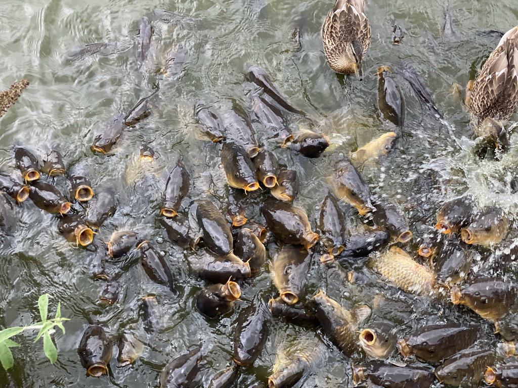 Common Carps at the Dierenrijk zoo