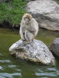 Barbary Macaque at the Dierenrijk zoo