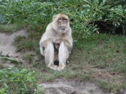 Barbary Macaque at the Dierenrijk zoo