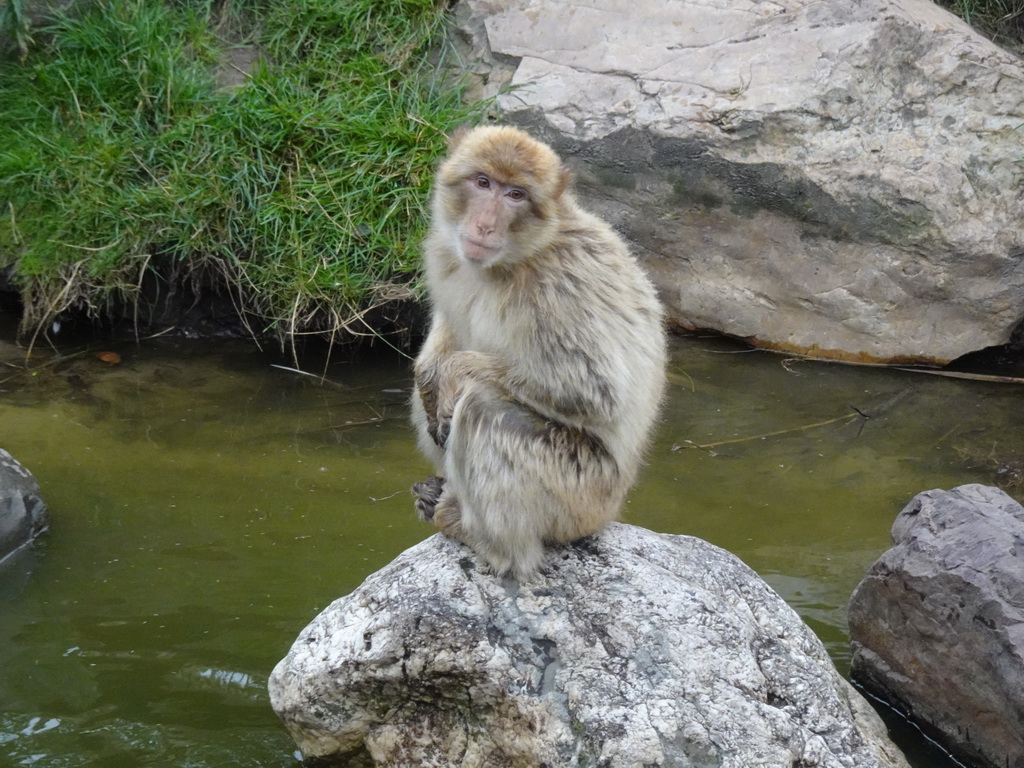 Barbary Macaque at the Dierenrijk zoo