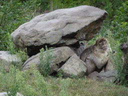 Barbary Macaque at the Dierenrijk zoo