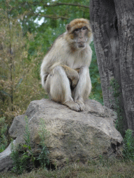 Barbary Macaque at the Dierenrijk zoo