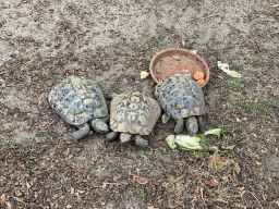 Hermann`s Tortoises at the Dierenrijk zoo