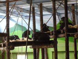 Chimpanzees at the Dierenrijk zoo, viewed from the Indoor Apenkooien hall