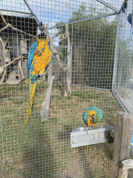 Blue-and-yellow Macaws in front of the Dierenrijk zoo