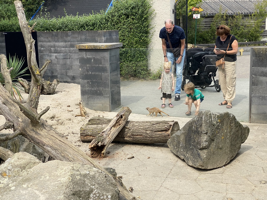 Meerkats in front of the Dierenrijk zoo