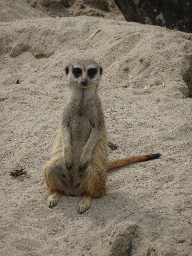 Meerkat in front of the Dierenrijk zoo