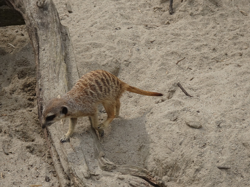 Meerkat in front of the Dierenrijk zoo