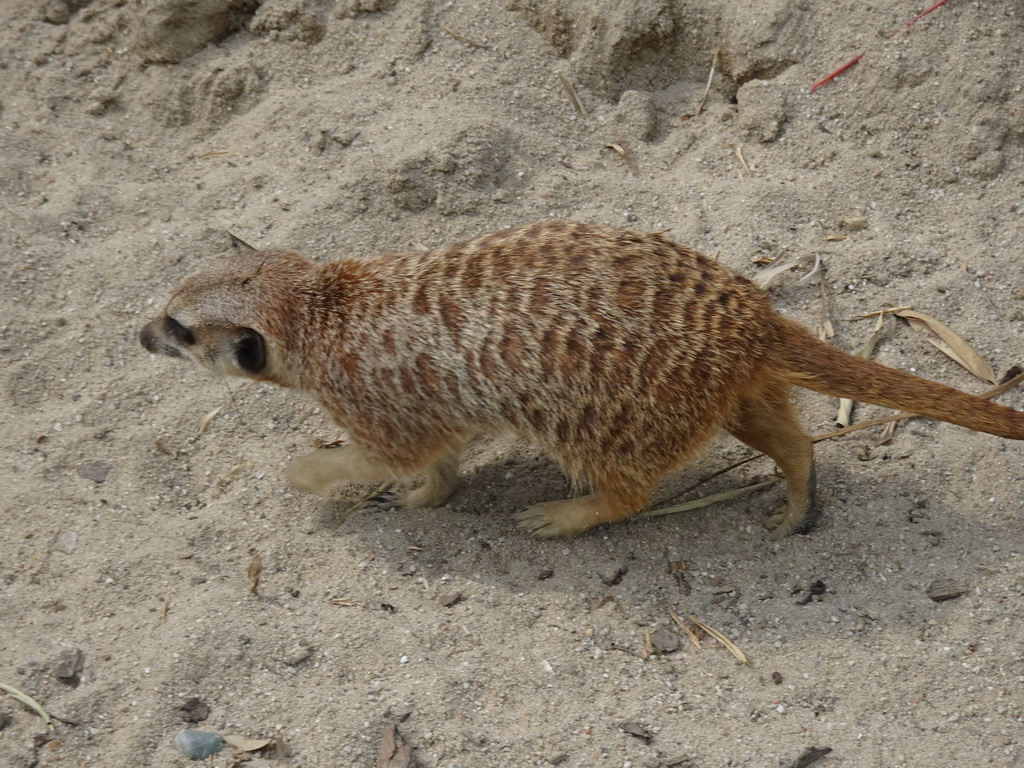 Meerkat in front of the Dierenrijk zoo