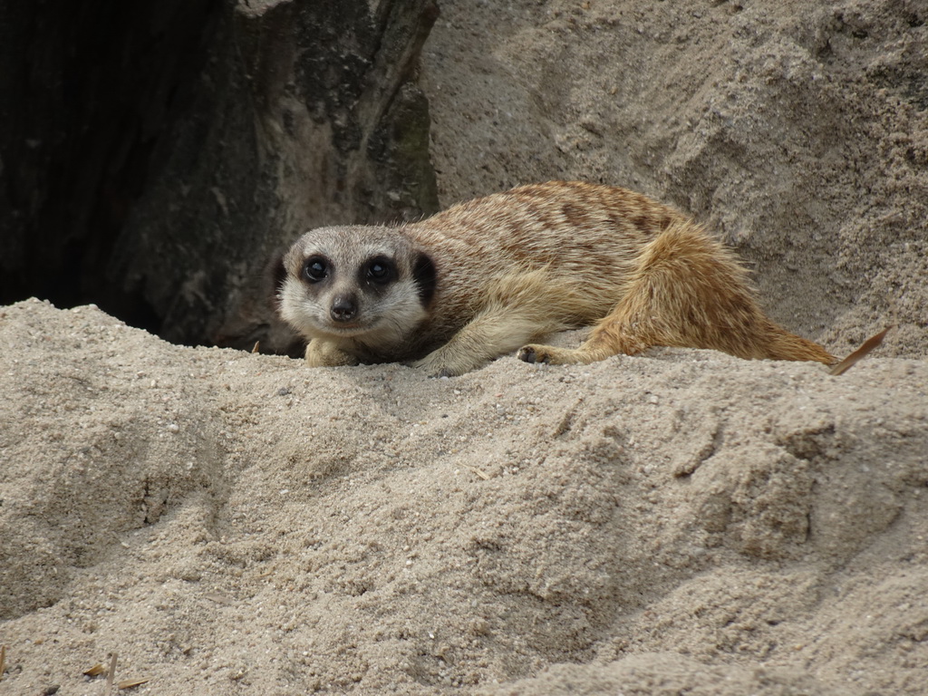 Meerkat in front of the Dierenrijk zoo