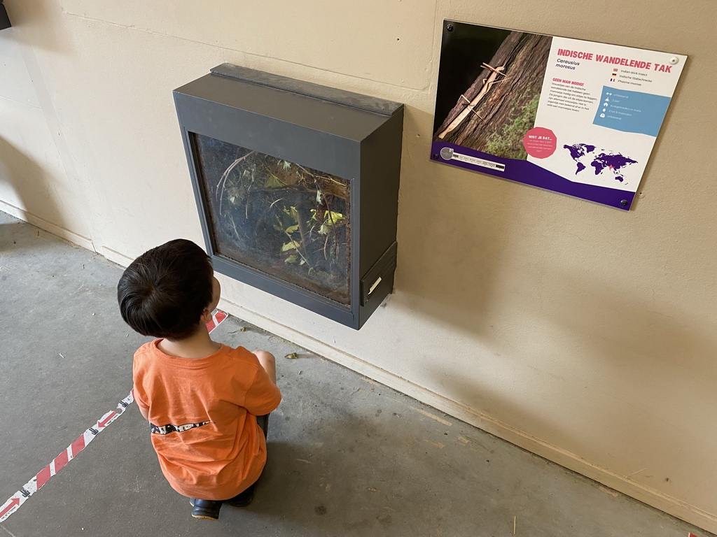 Max with Indian Stick Insects at the Indoor Apenkooien hall at the Dierenrijk zoo, with explanation