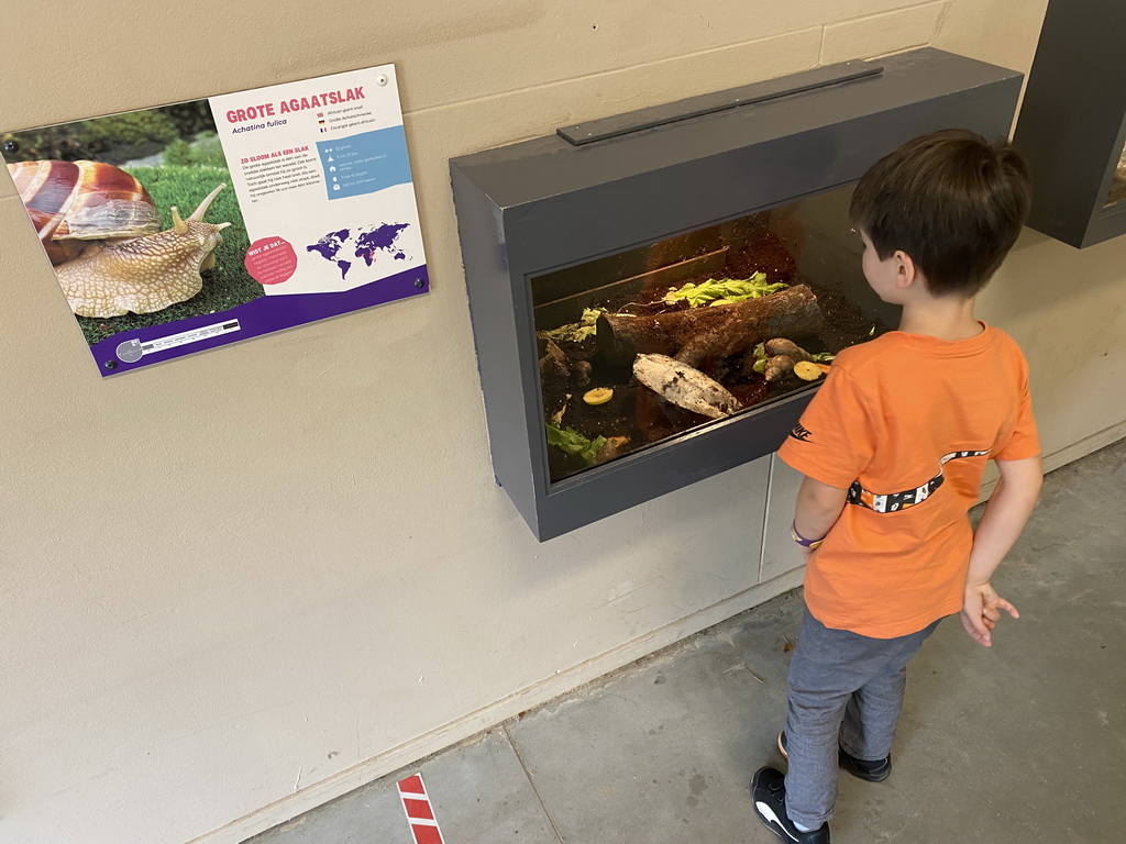 Max with African Giant Snails at the Indoor Apenkooien hall at the Dierenrijk zoo, with explanation