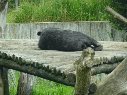 Asian Black Bear at the Dierenrijk zoo