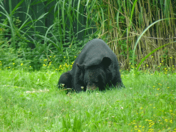 Asian Black Bear at the Dierenrijk zoo