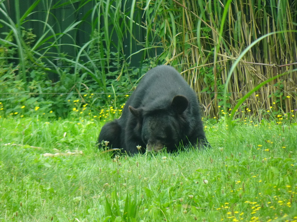 Asian Black Bear at the Dierenrijk zoo