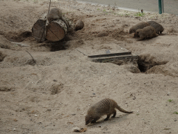 Mongooses at the Dierenrijk zoo