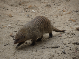 Mongoose at the Dierenrijk zoo