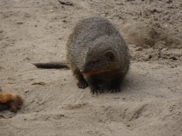 Mongoose at the Dierenrijk zoo