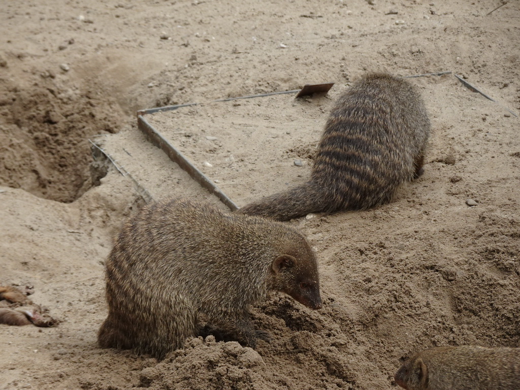 Mongooses at the Dierenrijk zoo