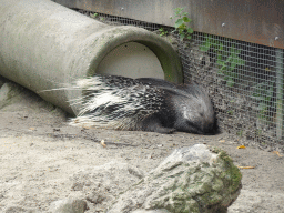 Porcupine at the Dierenrijk zoo
