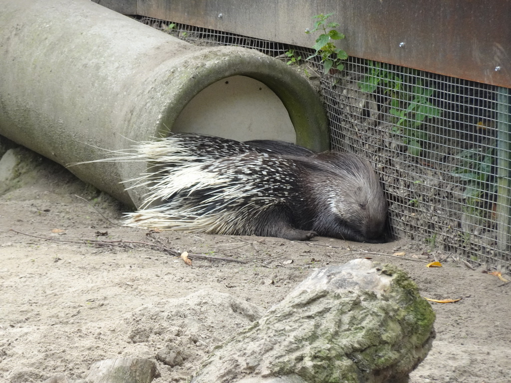 Porcupine at the Dierenrijk zoo