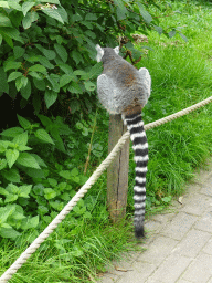 Ring-tailed Lemur at the Dierenrijk zoo