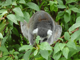 Ring-tailed Lemur at the Dierenrijk zoo