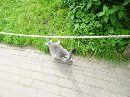 Ring-tailed Lemur at the Dierenrijk zoo