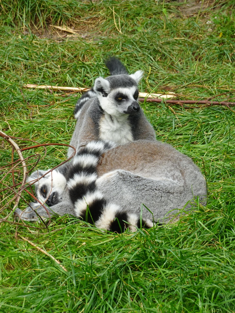 Ring-tailed Lemurs at the Dierenrijk zoo